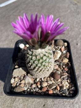 Turbinicarpus valdezianus